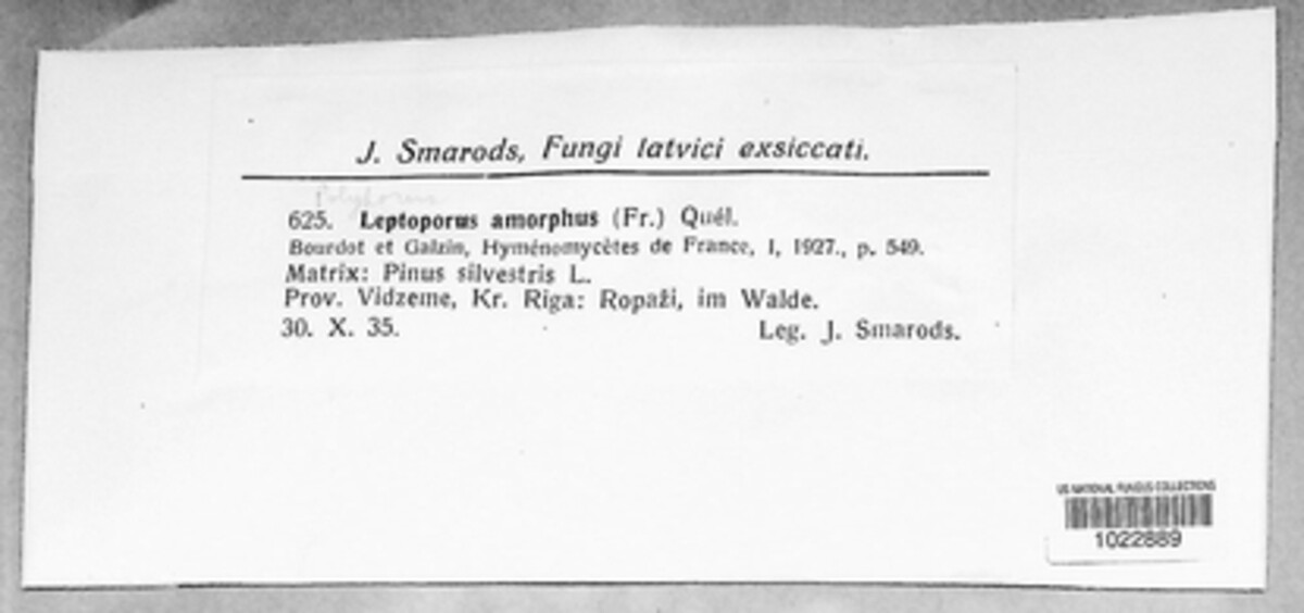 Skeletocutis amorpha image